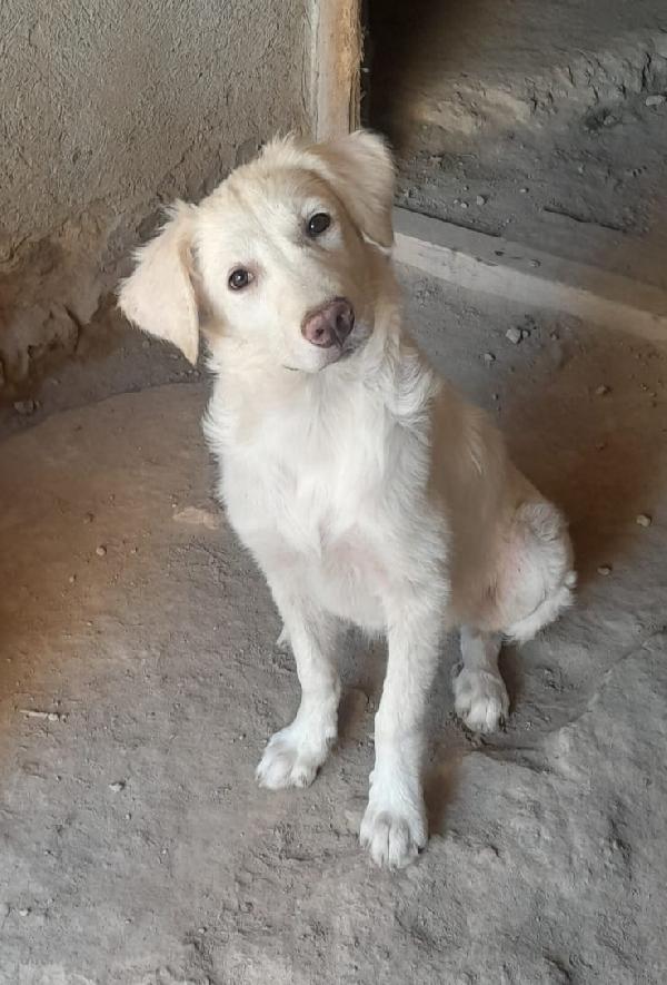 Charlotte Mix Labrador/Golden 