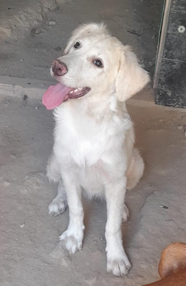 CHARLOTTE MIX LABRADOR/GOLDEN  Foto 2