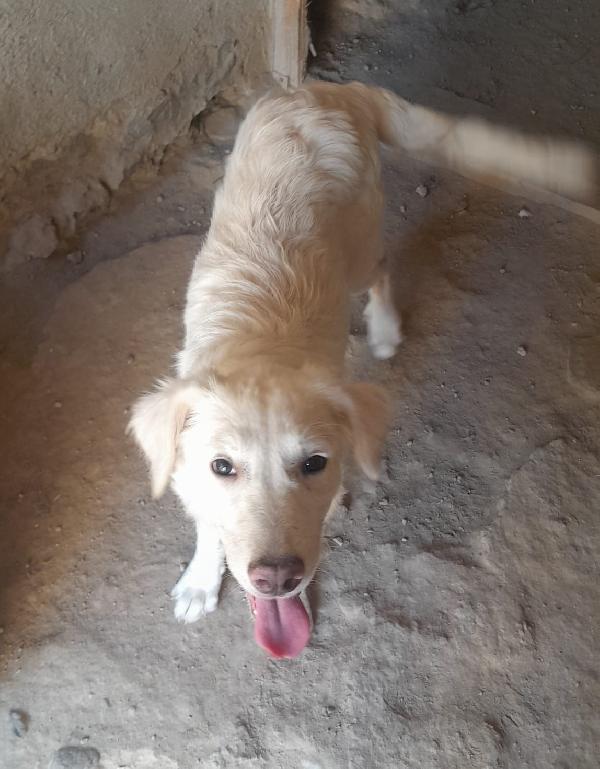 CHARLOTTE MIX LABRADOR/GOLDEN  Foto 3