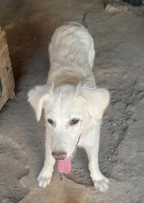 CHARLOTTE MIX LABRADOR/GOLDEN  Foto 6