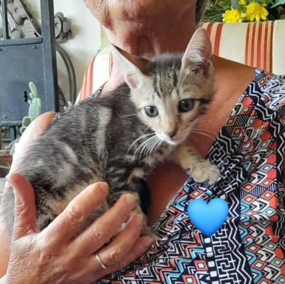 Gattini Neri E Tigrato 