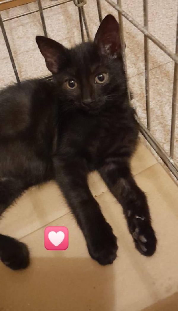 Gattini neri e tigrato  Foto 2