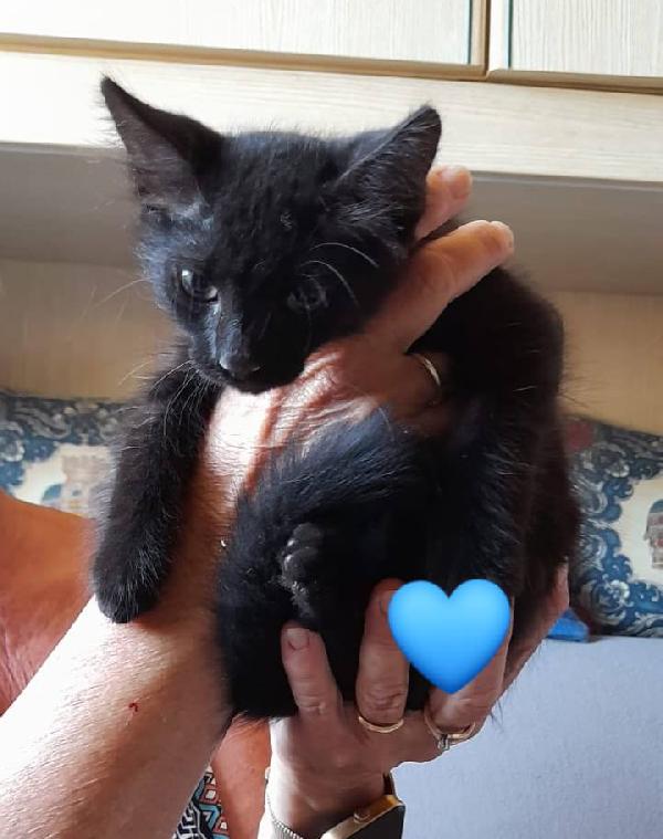 Gattini neri e tigrato  Foto 3