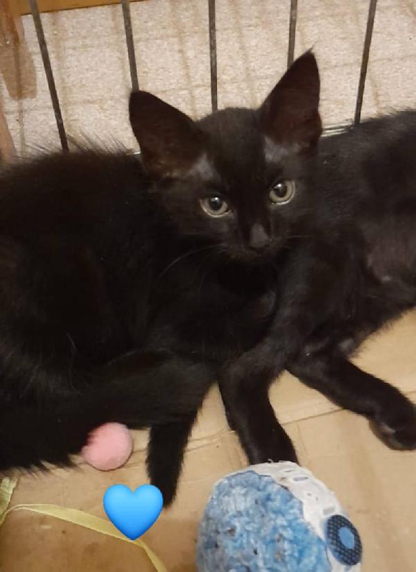 Gattini neri e tigrato  Foto 4