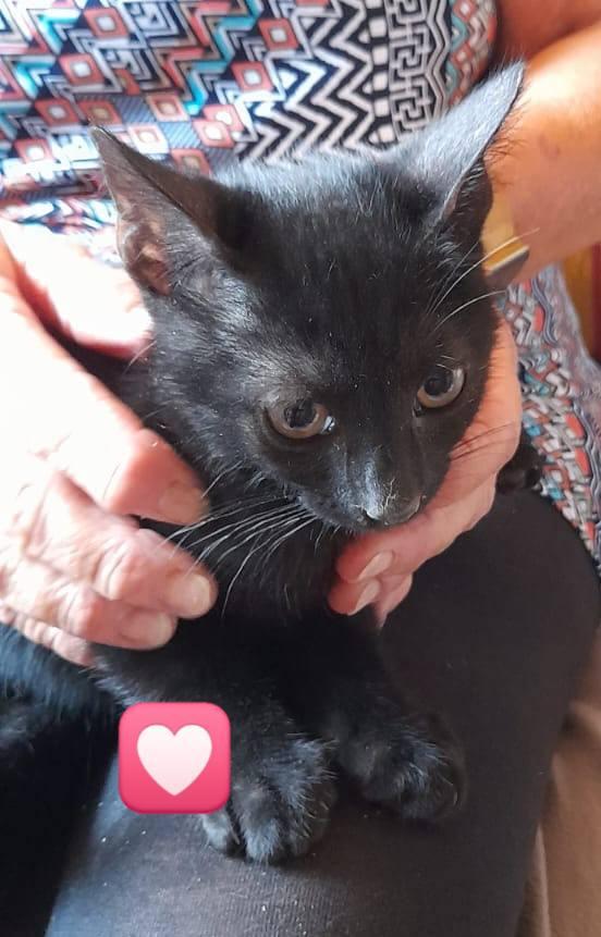 Gattini neri e tigrato  Foto 5