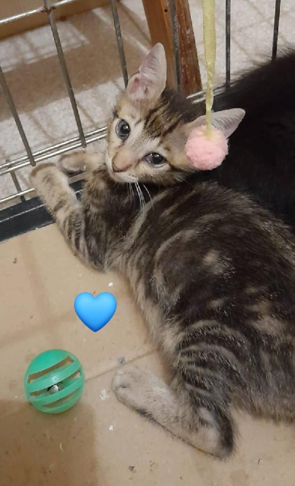 Gattini neri e tigrato  Foto 6