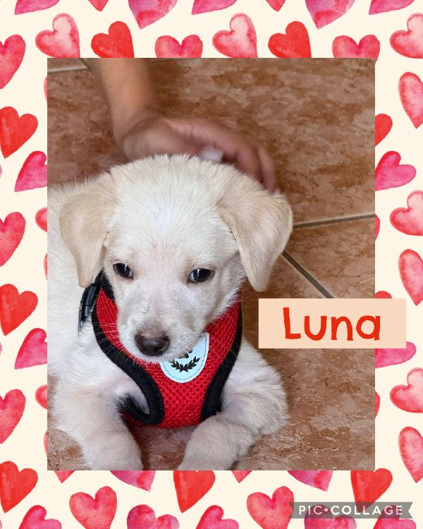 🌸🐾 Luna 🐾🌸 Cucciola Taglia Medio Piccola In Adozione 