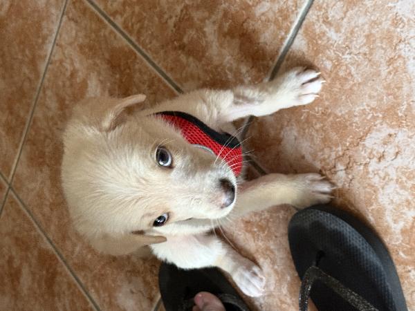 🌸🐾 luna 🐾🌸 cucciola taglia medio piccola in adozione  Foto 4
