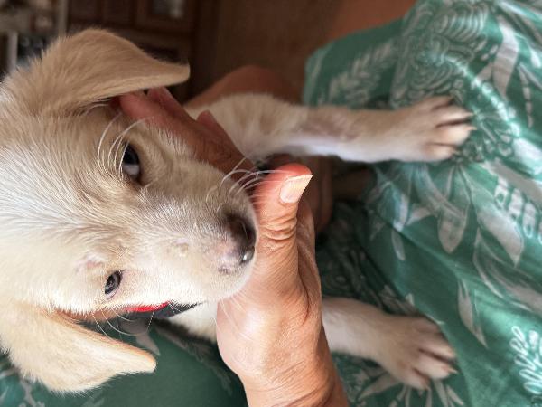🌸🐾 luna 🐾🌸 cucciola taglia medio piccola in adozione  Foto 5