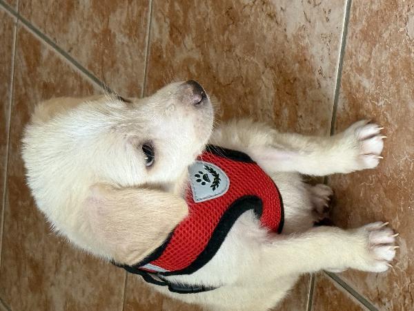🌸🐾 luna 🐾🌸 cucciola taglia medio piccola in adozione  Foto 9