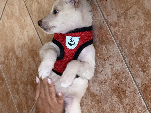 🌸🐾 luna 🐾🌸 cucciola taglia medio piccola in adozione  Foto 10