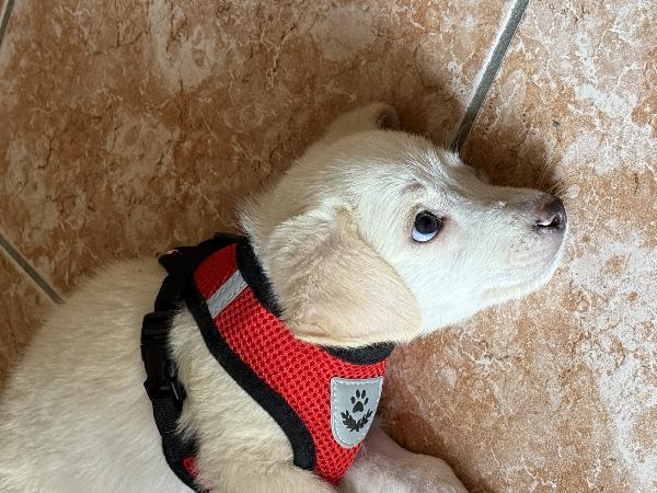 💕🐾 luna 🐾💕 splendida cucciola taglia medio piccola in adozione  Foto 4