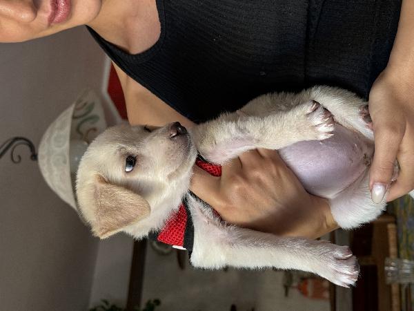 💕🐾 luna 🐾💕 splendida cucciola taglia medio piccola in adozione  Foto 5