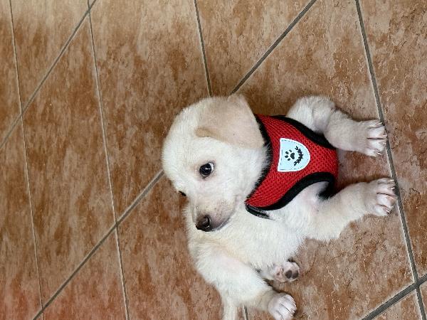 💕🐾 luna 🐾💕 splendida cucciola taglia medio piccola in adozione  Foto 7