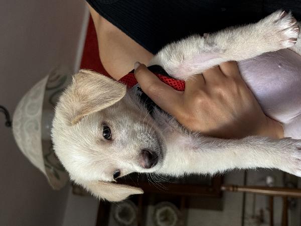 🔆🐾 luna 🐾🔆 cucciola bellissima taglia medio piccola in adozione  Foto 4