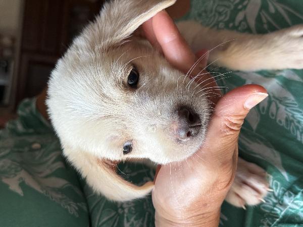 ☀️🐾 luna 🐾☀️ splendida cucciola taglia medio piccola in adozione  Foto 2