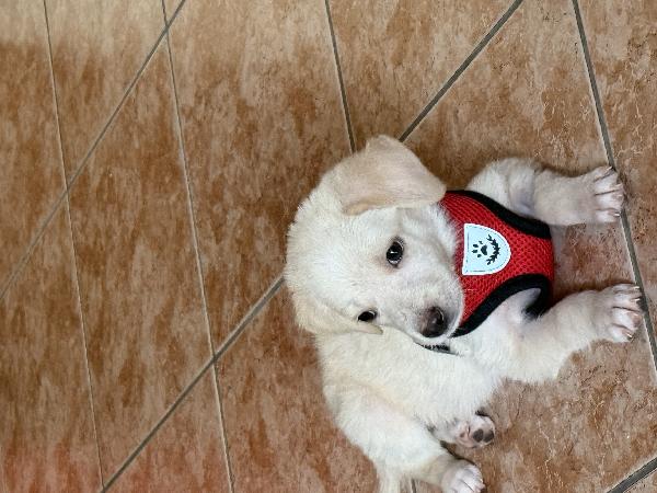 ☀️🐾 luna 🐾☀️ splendida cucciola taglia medio piccola in adozione  Foto 4