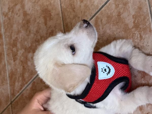 ☀️🐾 luna 🐾☀️ splendida cucciola taglia medio piccola in adozione  Foto 7