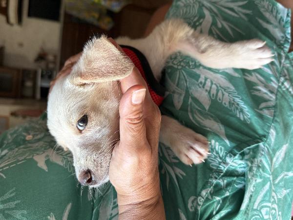 ☀️🐾 luna 🐾☀️ splendida cucciola taglia medio piccola in adozione  Foto 8
