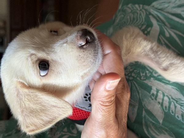 💖🐾 luna 🐾💖 dolce e tenera cucciola taglia medio piccola in adozione  Foto 2