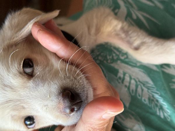 💖🐾 luna 🐾💖 dolce e tenera cucciola taglia medio piccola in adozione  Foto 3