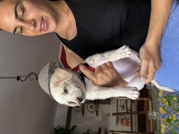 💖🐾 luna 🐾💖 dolce e tenera cucciola taglia medio piccola in adozione  Foto 6