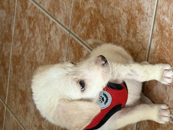 💖🐾 luna 🐾💖 dolce e tenera cucciola taglia medio piccola in adozione  Foto 7