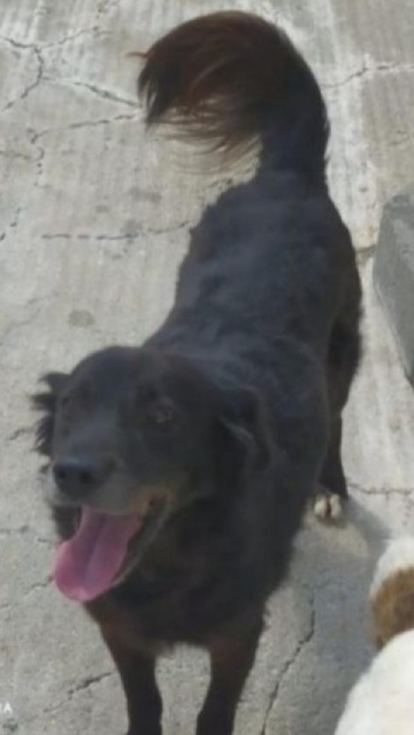 Charly Nero Riportato In Canile 4Anni Fa. Calabria 