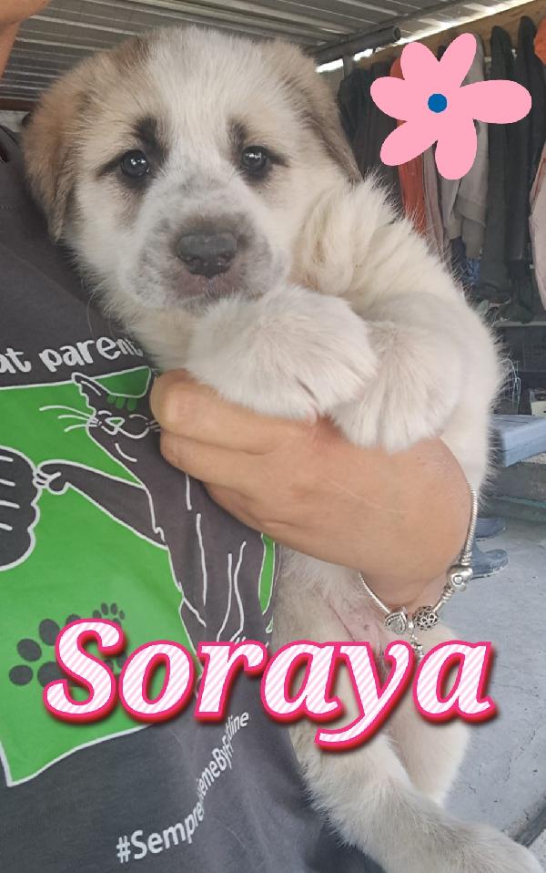 Soraya Cucciola 2 Mesi