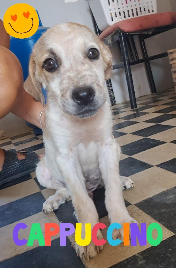 Cappuccino Cucciolo Simil Labrador 