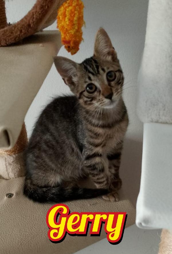 Jerry Gattino 2 Mesi Tigrato