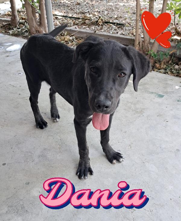 Dania Femmina Simil Labrador Nero