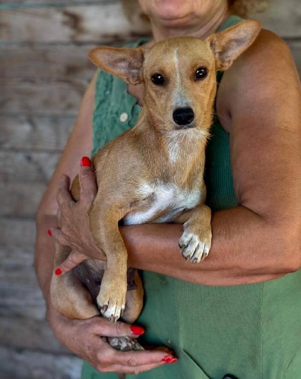 Sonia 1 Anno Cerca Casa - Mix Chiuhuahua Bassotto Taglia Mini - 5 Kg