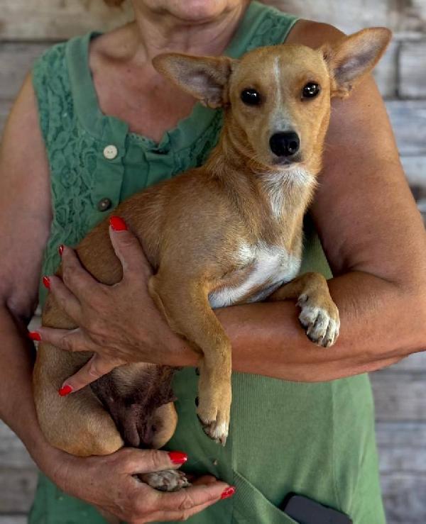 Sonia 1 anno cerca casa - mix chiuhuahua bassotto taglia mini - 5 Kg Foto 2