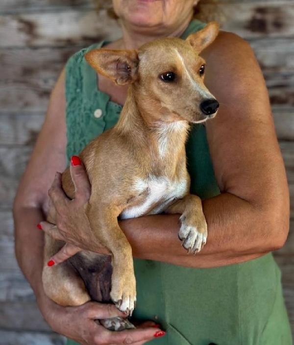 Sonia 1 anno cerca casa - mix chiuhuahua bassotto taglia mini - 5 Kg Foto 3