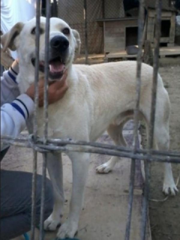 Darcy 5anni e la sua triste storia in canile. Foto 2