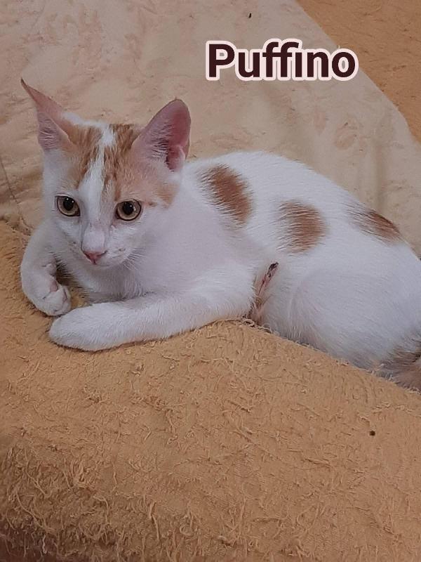 Puffino micino bianco rosso SOS CASA ROMA Foto 2
