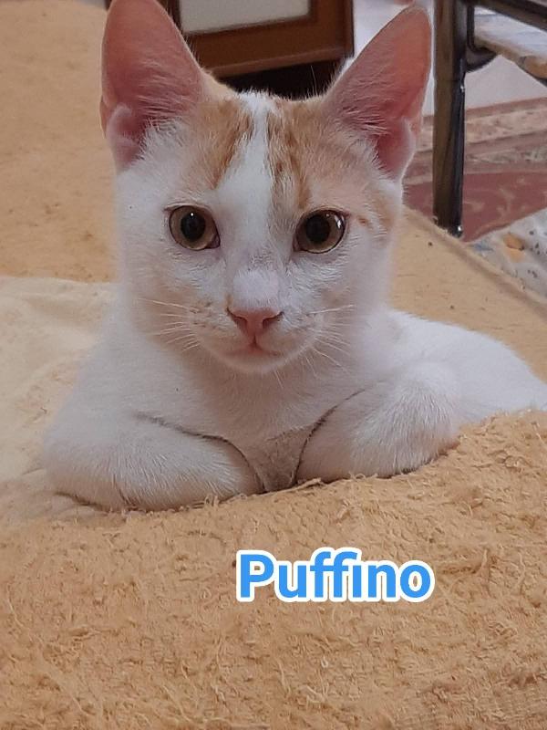 Puffino micino bianco rosso SOS CASA ROMA Foto 4