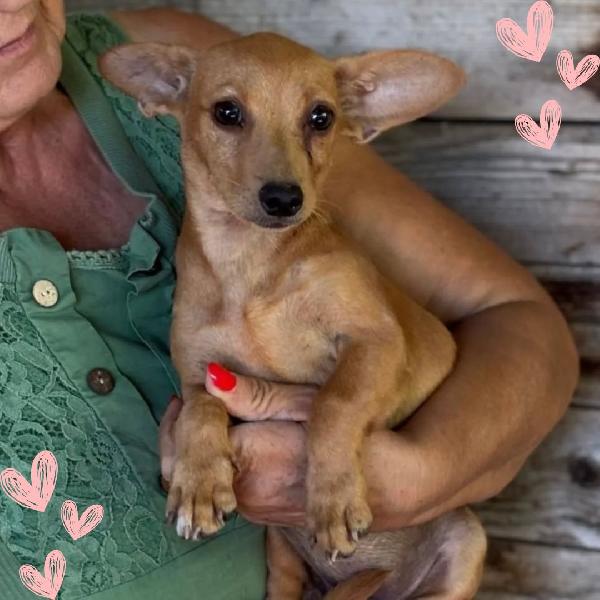 Mirtilla Dolce Cagnolina 1 Anno Taglia Mini Cerca Adozione