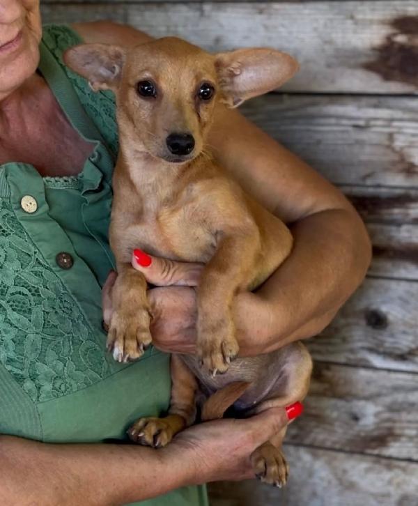 Mirtilla dolce cagnolina 1 anno taglia MINI cerca adozione Foto 2