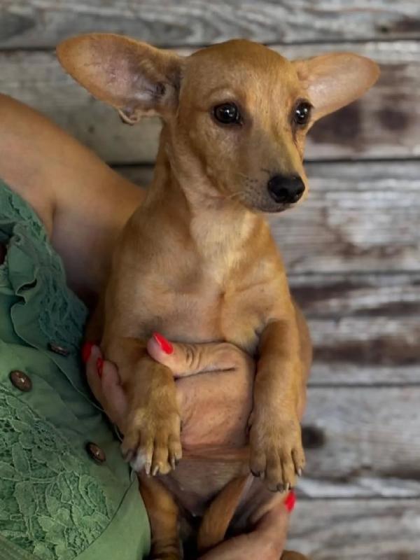 Mirtilla dolce cagnolina 1 anno taglia MINI cerca adozione Foto 3