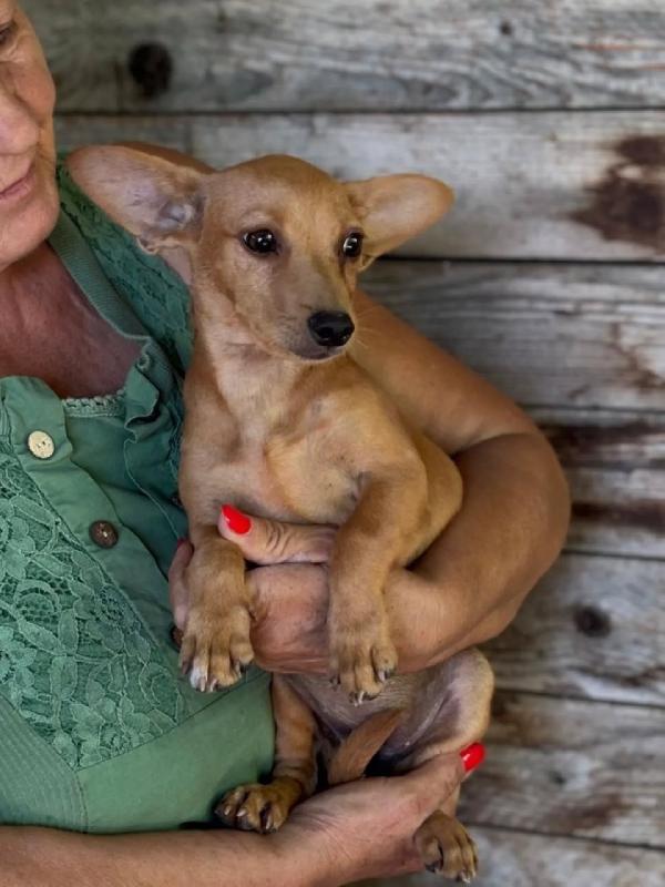 Mirtilla dolce cagnolina 1 anno taglia MINI cerca adozione Foto 4