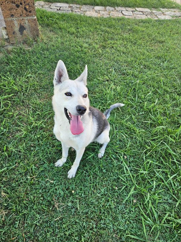 Patty: Stupenda Con Cani Gatti E Bimbi 