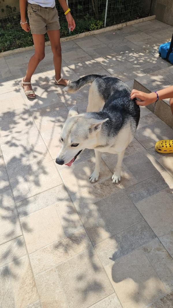 Patty: stupenda con cani gatti e bimbi  Foto 3