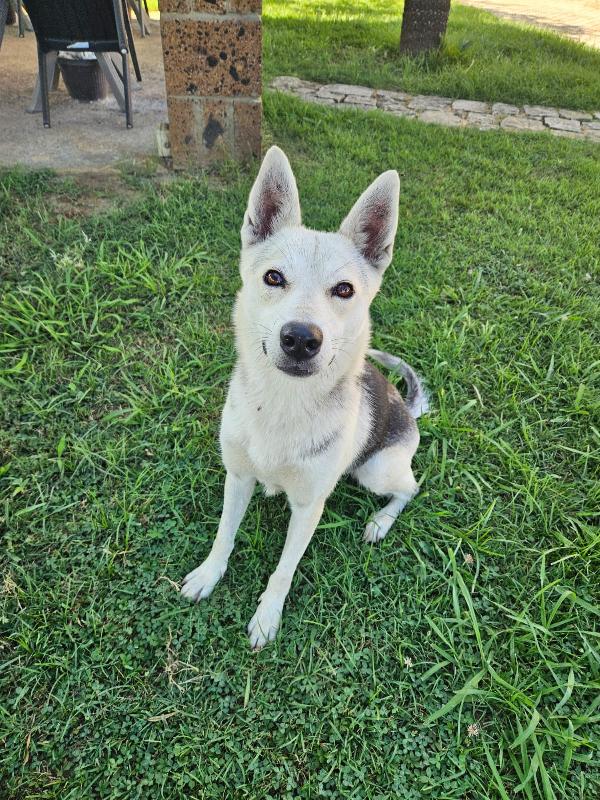 Patty: stupenda con cani gatti e bimbi  Foto 2