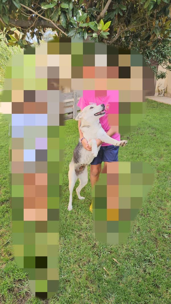 Patty: stupenda con cani gatti e bimbi  Foto 4