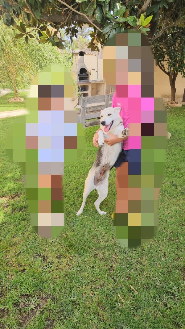 Patty: stupenda con cani gatti e bimbi  Foto 5