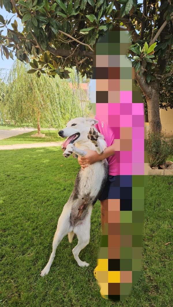 Patty: stupenda con cani gatti e bimbi  Foto 6