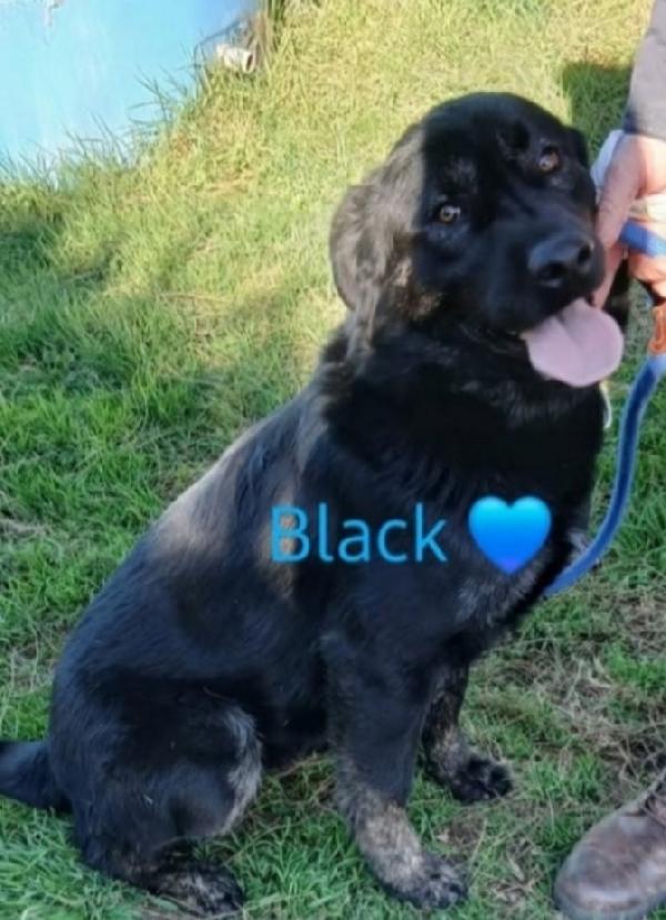 Black 4Anni Tg Grande In Deportazione! Roma