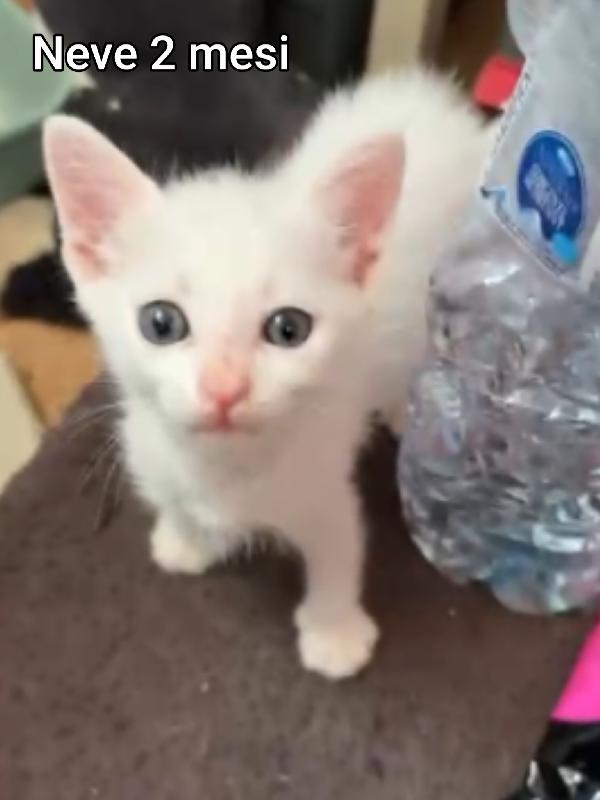 Gattini Abbandonati! Urgente 